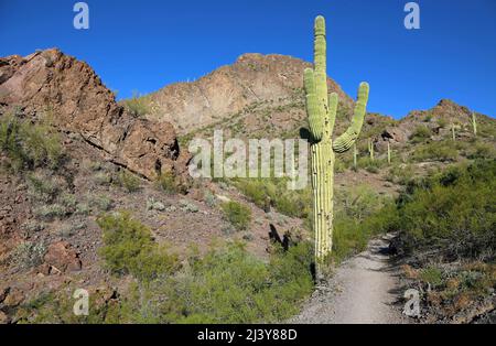 Saguaro et la piste - Parc d'état de Picacho Peak, Arizona Banque D'Images