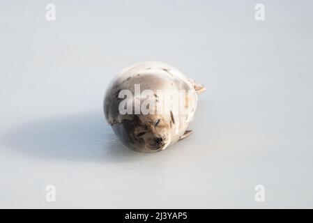 Un grand phoque du Groenland gris ou un phoque commun sur de la neige blanche et de la glace regardant vers le haut avec un visage triste. Le phoque gris sauvage a de longs whiskers, de la fourrure légère ou de la peau, Banque D'Images