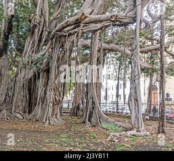 Un groupe d'arbres Banyan de forme curieuse sur la Piazza Marina, Palerme, Sicile, les Banyan Trees développent des racines de prop aériennes qui se développent en troncs ligneux épais. Banque D'Images