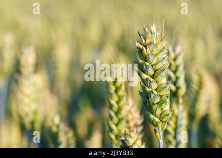 Plantes de blé vert poussant sur un champ Banque D'Images
