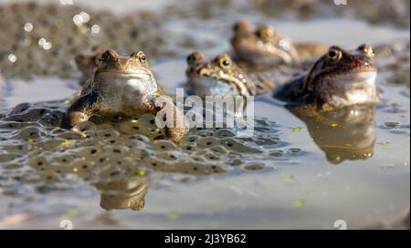 Grenouille brune commune européenne en latin Rana temporaria avec oeufs Banque D'Images