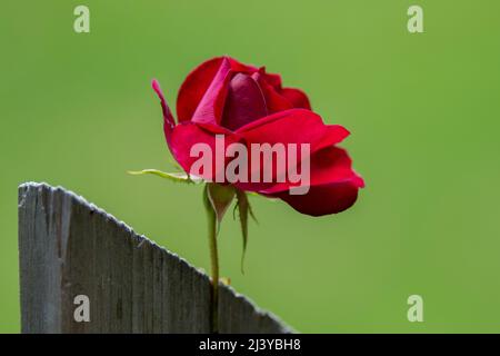 Un gros plan d'un thé rouge vif s'est levé pour fleurir et pousser sur une vigne rampante attachée à une clôture grise usée et abîmée avec un dos vert Banque D'Images