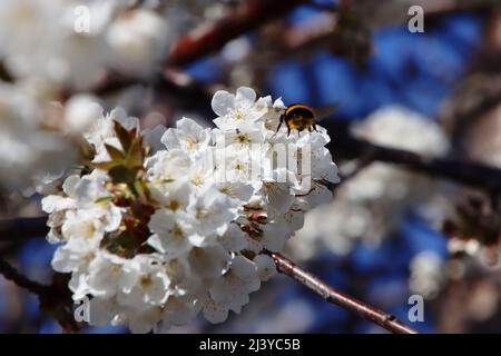 Bumble abeille assise sur des fleurs de cerisier blanc avec un arrière-plan flou Banque D'Images