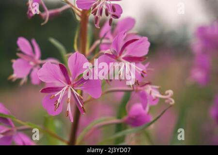 Fleur en tweed violet rose. Grande rosebay willowherb, herbacée. Gros plan, macro Banque D'Images