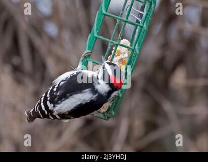 Homme Pic mineur Picoides pubescens, chargeur, sur suet Banque D'Images