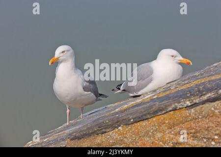 Deux mouettes prenant un repos sur quelques tuiles de toit au Mont-Saint-Michel (Mont Saint Michel) en Normandie, France Banque D'Images