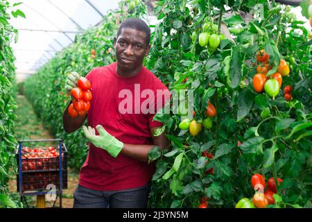 Le propriétaire heureux de la ferme cueille des tomates rouges mûres Banque D'Images