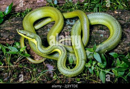 Serpent à vigne verte (Oxybelis fulgidus), Brésil, Amérique du Sud Banque D'Images