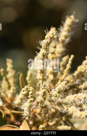 Floraison verte étaminée racemose catkin inflorescences de Chrysolepis sempervirens, Fagaceae, arbuste indigène dans les montagnes San Bernardino, été. Banque D'Images