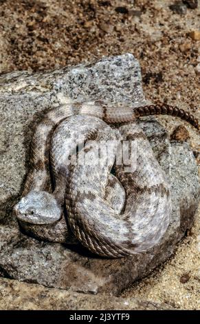 Crotale marbrée (Crotalus lepidus) Banque D'Images