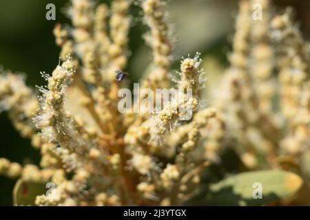 Floraison verte étaminée racemose catkin inflorescences de Chrysolepis sempervirens, Fagaceae, arbuste indigène dans les montagnes San Bernardino, été. Banque D'Images