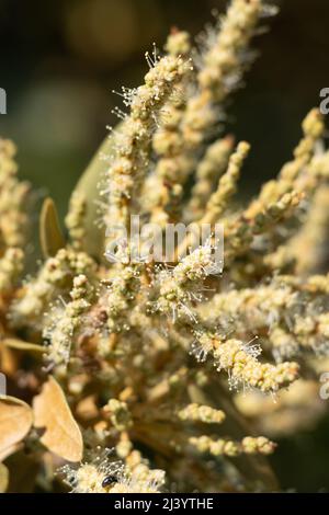 Floraison verte étaminée racemose catkin inflorescences de Chrysolepis sempervirens, Fagaceae, arbuste indigène dans les montagnes San Bernardino, été. Banque D'Images