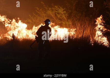 Texas State Forrest Service, pompier de l'équipe de frappe de la Force opérationnelle de Fredricksburg, effectue un « brûlage » contrôlé pour gérer la zone d'un grand feu de forêt le 9 avril 2022 à la zone de démolition de la base conjointe San Antonio - Camp Bullis. JBSA-Camp Bullis comprend plus de 27 000 hectares de champs de tir, de zones d’entraînement et de terres sauvages du côté nord de San Antonio et est un lieu d’entraînement crucial pour les membres de la base conjointe de San Antonio. (É.-U. Photo de la Force aérienne par Brian Boisvert) Banque D'Images