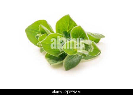 Feuilles d'origan vert vif. Origan frais isolé sur fond blanc Banque D'Images