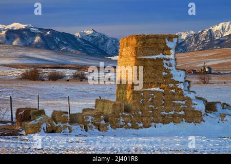 Bales, Wallowa Valley, Oregon Banque D'Images