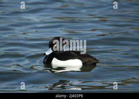 Un mâle Tufted Duck (Aythya fuligula) vue latérale nager dans l'eau à Londres, Angleterre. Banque D'Images