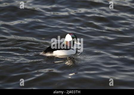 Gros plan d'un canard à tête blanche mâle (Bucephala albéola) qui nage dans l'eau de la tête avec un plumage irisé sur la tête. Prise à Victoria, Colombie-Britannique Banque D'Images