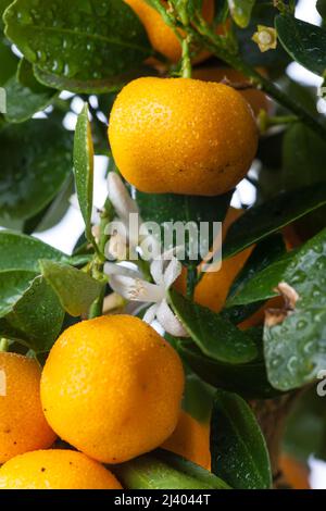 Orange de Calamondin, Kalamondin (Citrus × microcarpa) Banque D'Images