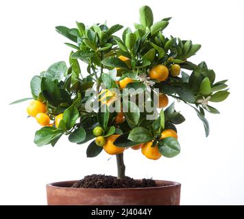 Orange de Calamondin, Kalamondin (Citrus × microcarpa) Banque D'Images