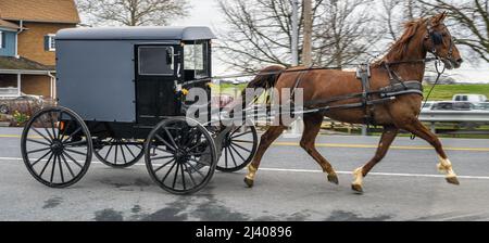 Amish Country Horse et buggy sur une route à Bird in Hand, une commune agricole du comté de Lancaster, en Pennsylvanie. (ÉTATS-UNIS) Banque D'Images