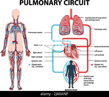 Schéma illustrant le circuit pulmonaire dans l'illustration humaine Illustration de Vecteur