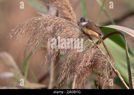 Prinia à ventre jaune (Prinia flaviventris), vue latérale d'un adulte perché au sommet d'un roseau de phragmites, Hong Kong, 8th avril 2022 Banque D'Images