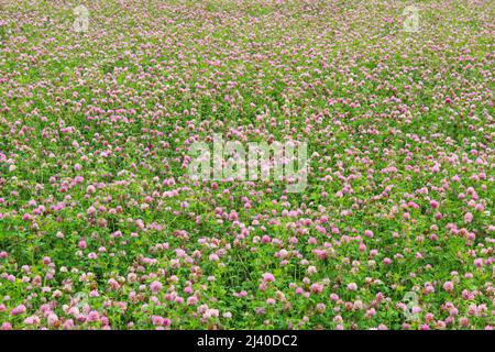 Floraison de la plantation de trèfle comme arrière-plan Banque D'Images