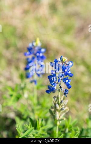 Gros plan sur les Bluebnets en fleurs dans le nord du Texas, dans le pays à l'extérieur d'Ennis, Texas. Banque D'Images