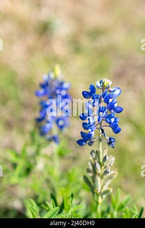 Gros plan sur les Bluebnets en fleurs dans le nord du Texas, dans le pays à l'extérieur d'Ennis, Texas. Banque D'Images