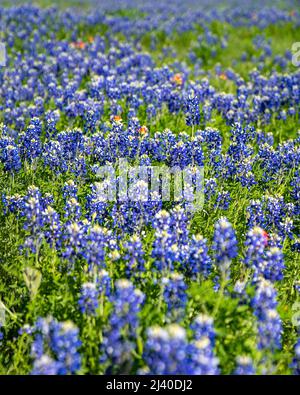 Gros plan sur les Bluebnets en fleurs dans le nord du Texas, dans le pays à l'extérieur d'Ennis, Texas. Banque D'Images