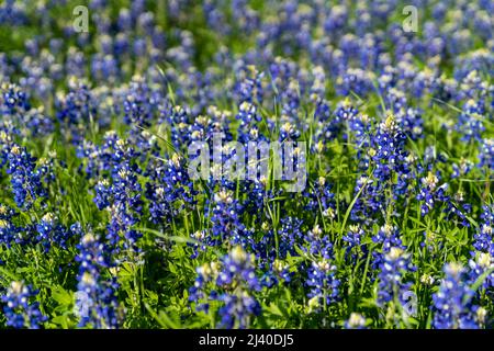 Gros plan sur les Bluebnets en fleurs dans le nord du Texas, dans le pays à l'extérieur d'Ennis, Texas. Banque D'Images