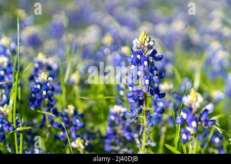 Gros plan sur les Bluebnets en fleurs dans le nord du Texas, dans le pays à l'extérieur d'Ennis, Texas. Banque D'Images