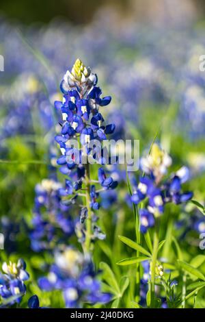 Gros plan sur les Bluebnets en fleurs dans le nord du Texas, dans le pays à l'extérieur d'Ennis, Texas. Banque D'Images