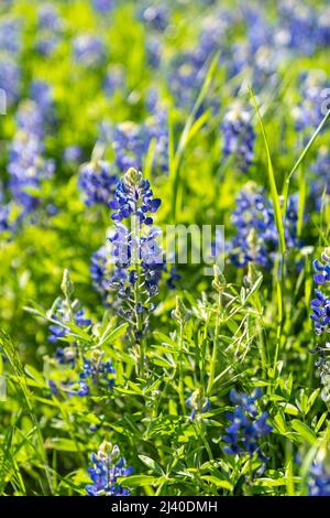 Gros plan sur les Bluebnets en fleurs dans le nord du Texas, dans le pays à l'extérieur d'Ennis, Texas. Banque D'Images