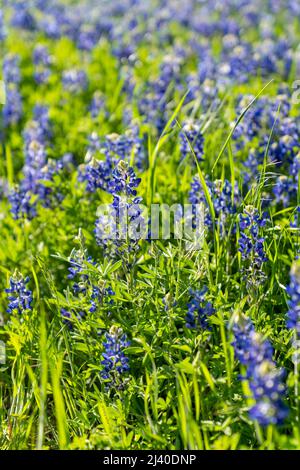 Gros plan sur les Bluebnets en fleurs dans le nord du Texas, dans le pays à l'extérieur d'Ennis, Texas. Banque D'Images