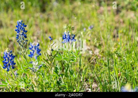 Bluebonnets près de Dallas, Texas. Banque D'Images
