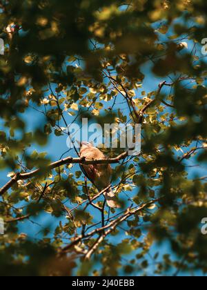 Le geai commun (Garrulus Glandarius) oiseau dans le feuillage Banque D'Images