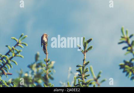 L'oiseau Song Grive sur des branches fraîches de sapin Banque D'Images