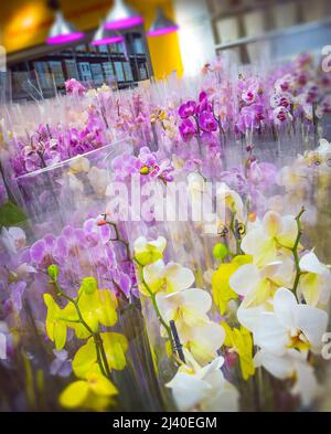 bouquets d'orchidées en magasin Banque D'Images