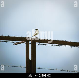 L'oiseau mâle de Wheatear du Nord ou de Wheatear commun (Oenanthe oenanthe) sur une clôture en métal rouillé Banque D'Images