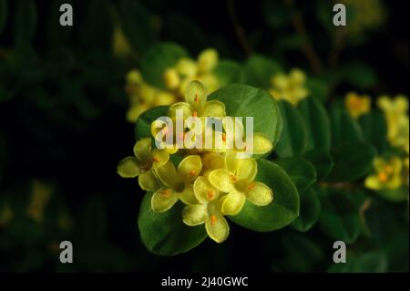 La plupart des fleurs de riz sont blanches - c'est la seule espèce à fleurs jaunes - la fleur de riz jaune (Pimelea Flava). Réserve de flore de Baluk Willam à Belgrave. Banque D'Images