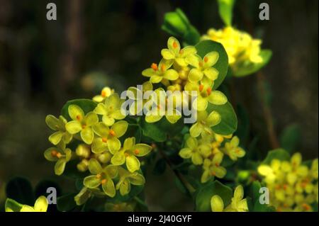 La plupart des fleurs de riz sont blanches - c'est la seule espèce à fleurs jaunes - la fleur de riz jaune (Pimelea Flava). Réserve de flore de Baluk Willam à Belgrave. Banque D'Images