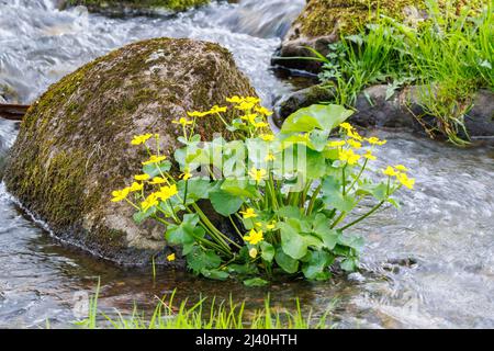 Fleurs de marais marigold dans l'eau Banque D'Images