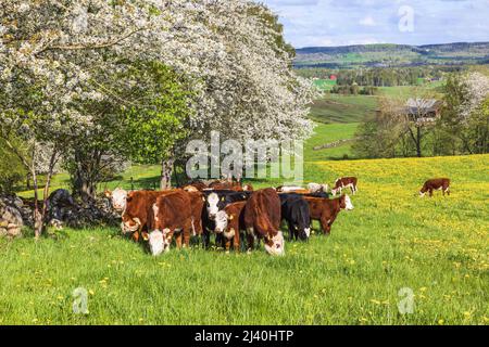 Pâturage des vaches sur une prairie à fleurs Banque D'Images