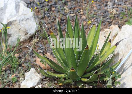 Une plante d'agave verte robuste avec des feuilles pointues et pointues poussant dans un jardin rocheux et ensoleillé dans la région méditerranéenne Banque D'Images