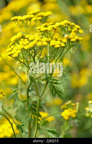 Tanacetum vulgare, tansy, grappes de fleurs de type coussin de pin, Marguerite dorée Banque D'Images