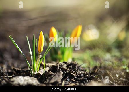 Crocus blanc et jaune dans le pays au printemps. Fleurs de printemps brillantes. Des plantes fraîches et joyeuses ont fleuri. Les jeunes pousses. Banque D'Images