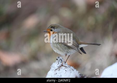 Bautyful european Robin assis sur le sol en hiver Banque D'Images