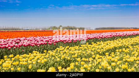 Panorama de tulipes jaunes, rouges et blanches à Noordoosstpolder, pays-Bas Banque D'Images