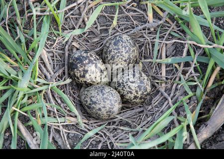 Kiebitz-Gelege, embrayage de lapwing nord, Vanellus vanellus Banque D'Images